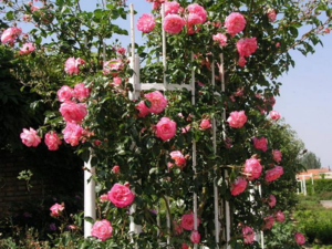 Зимостойкие сорта плетистых роз, цветущие все лето
