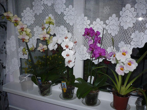 Орхидея фаленопсис уход в домашних условиях фото