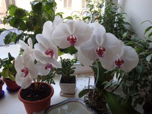 Орхидеи домашние будут радовать вас несколько лет