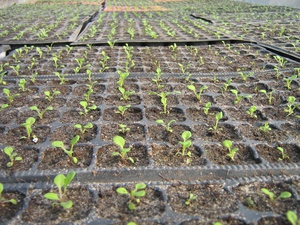Выращивание петунии - какой должна быть почва