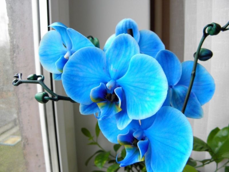 Разные цвета орхидей