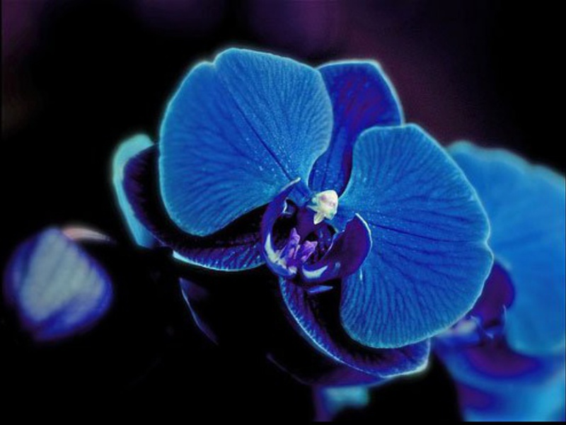 Цветок Орхидея 