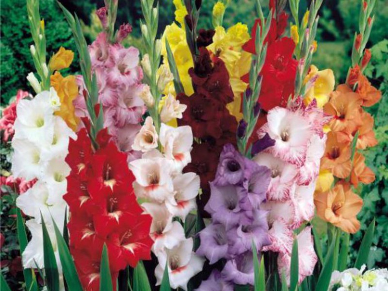 Гладиолусы в период цветения - разные цвета на одной клумбе