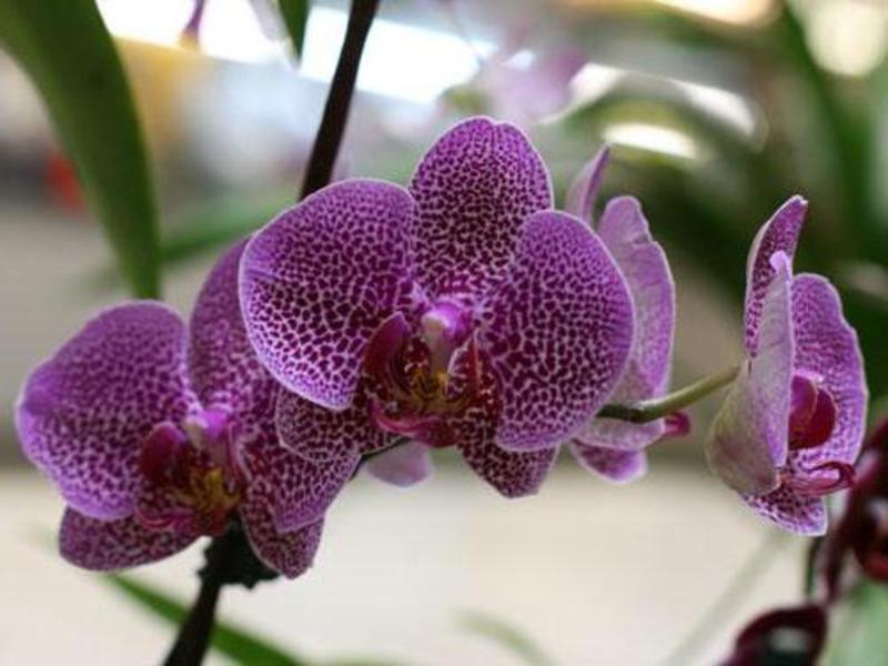 Красивая орхидея как украшение интерьера