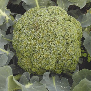 Правила выращивания брокколи
