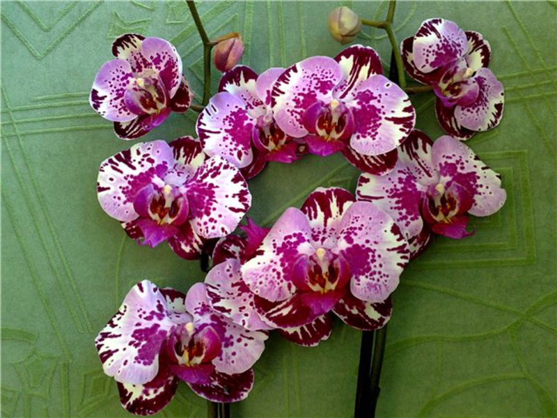 Орхидея и правила ухода за ней