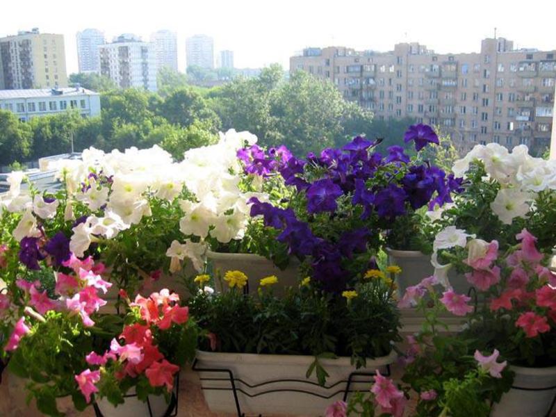 Цветы и кустарники для балконов