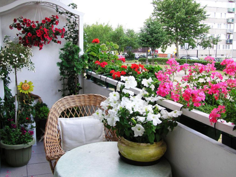 Цветущие растения для балконов