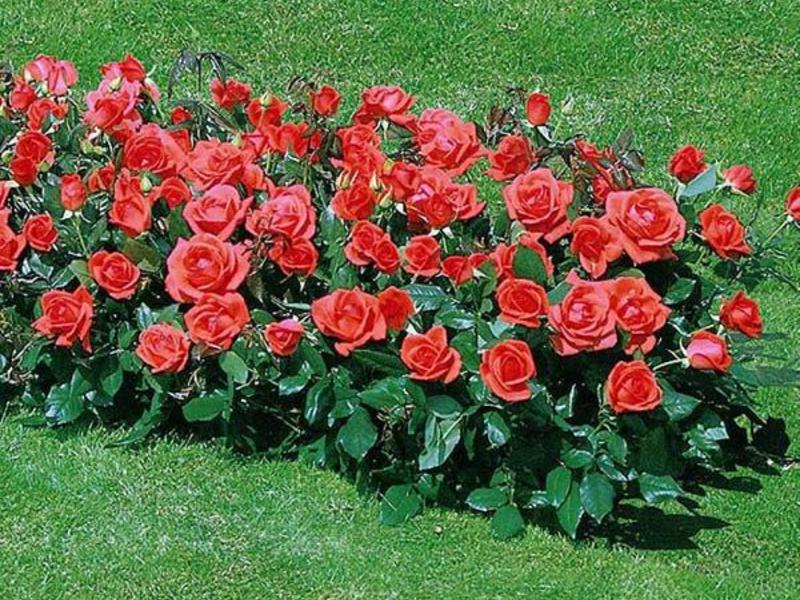Красивый сорт полиантовой розы