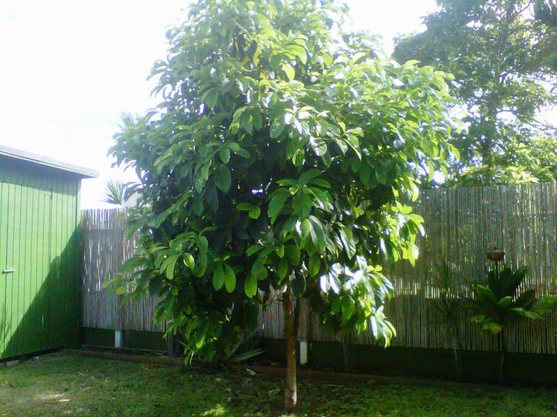 Советы специалистов, как вырастить дерево авокадо на своём участке