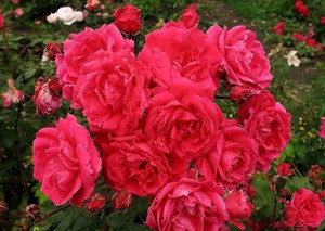 Парковые розы — что это за вид и сорт такой