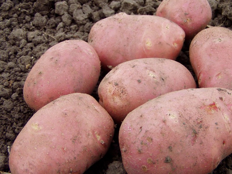 Как посадить и вырастить картофель сорта романо