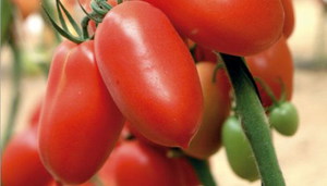 Как выбрать сорт томата