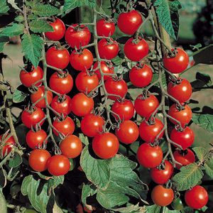 Лучшие сорта томатов Черри для открытого грунта