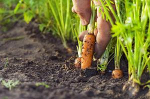 Когда и как лучше сажать морковь?