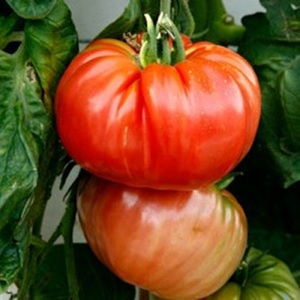 Разновидности сортов томатов