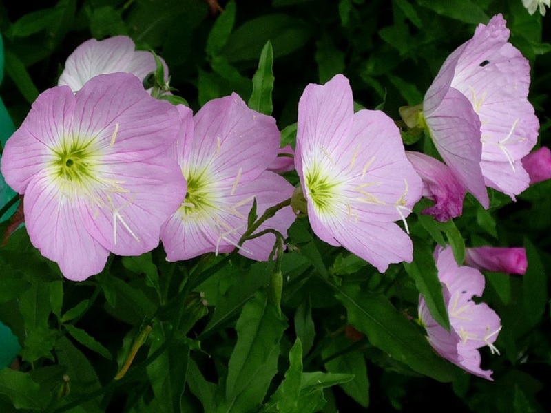Внешний вид розовых цветов энотеры многолетней