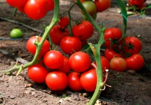 Условия для выращивания томатов