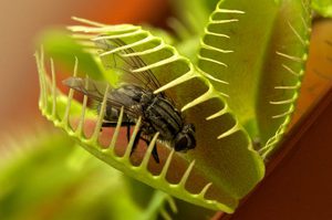 Описание процесса ловли насекомых мухоловкой венериной