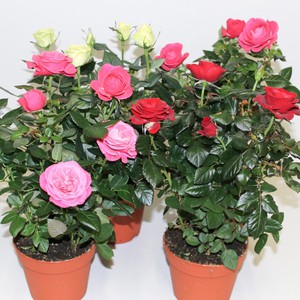 Особенности выращивания комнатных роз в домашних условиях