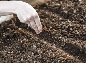 Сроки посадки и правила семян настурции в открытый грунт