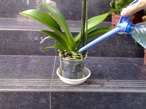 Когда надо поливать орхидею