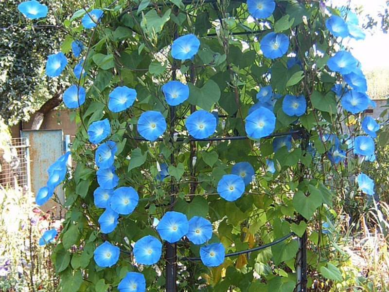 Голубые цветки ипомеи