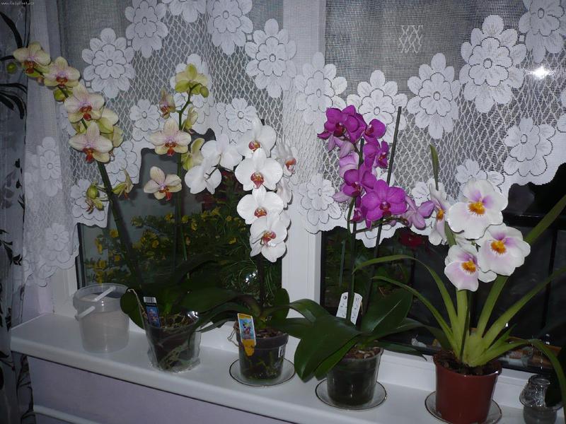 Нежное растение орхидея
