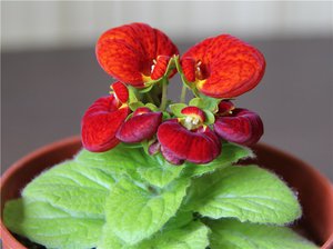 Кальцеолярия - это красивое растение с цветками-мешочками