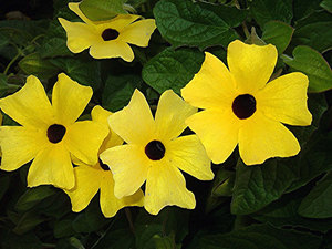 Желтые цветки тунбергии
