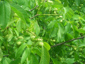 Уход за деревом грецкого ореха