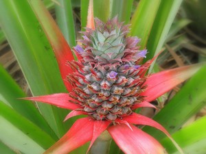 Особенности стимуляции цветения ананаса в домашних условиях