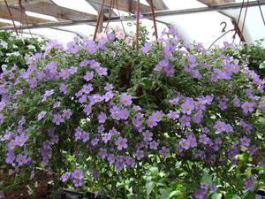 Бакопа - это одно из новых растений для подвесных корзин 