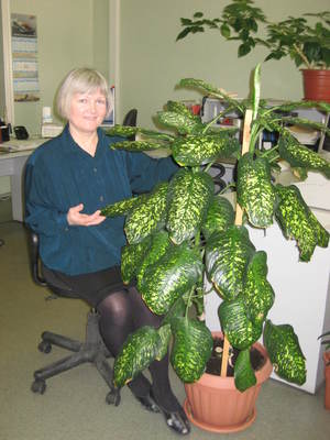 Домашнее растение диффенбахия - ядовито, ухаживать за ней нужно в перчатках.