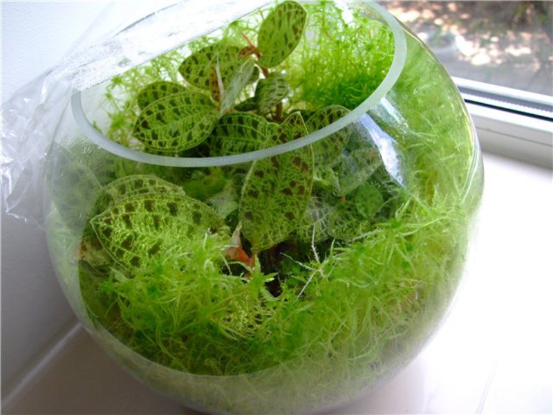 Сфагнум дома можно выращивать в горшке или аквариуме.
