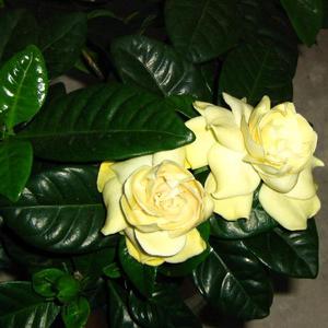 Цветы гардении могут быть белыми или желтыми.