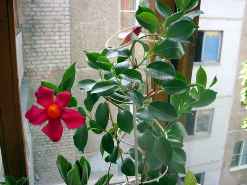 Дипладения, хоть и называется мексиканским деревом, также является вьющимся растением.