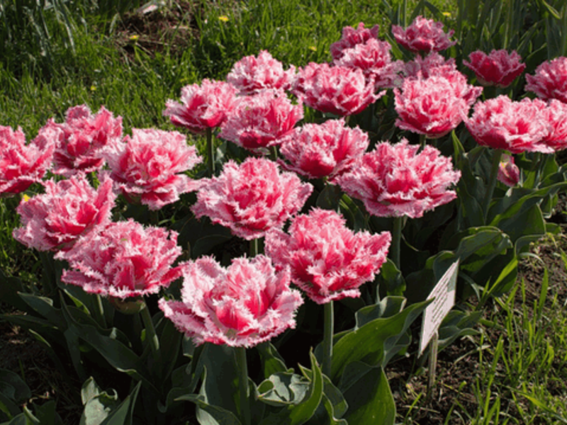 Махровые тюльпаны