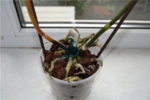 Реанимация орхидей - занятие сложное, но при желании часто растение удается вернуть к жизни