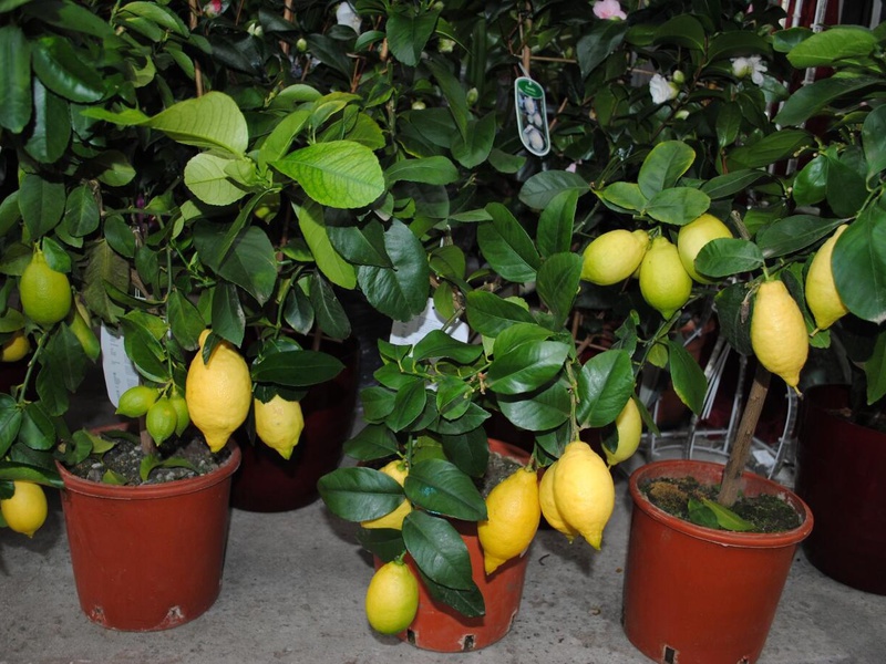 Перечень и описание сортов комнатных лимонов