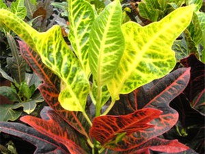 Кодиеум Дизраэли - разновидность с очень типичными листьями