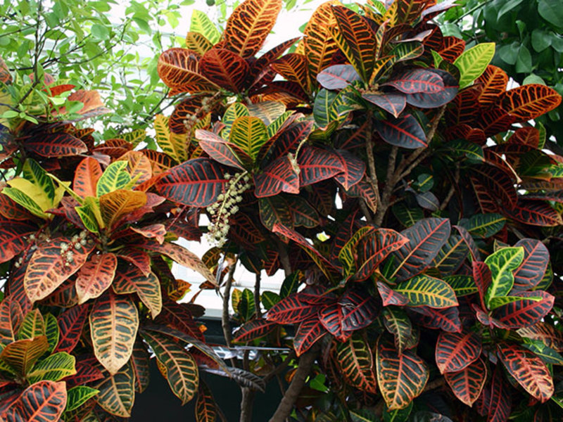 Кротон вариегатный - привлекательное декоративное растение.
