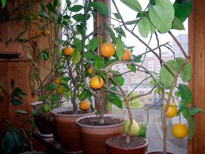 Нюансы выращивания комнатных лимонов
