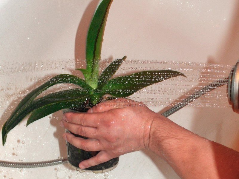 Как правильно поливать орхидею