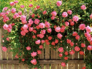 Роза плетистая - очень красивые цветы.