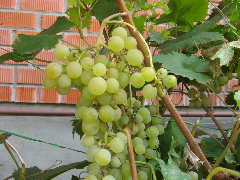Белый виноград показан на фото