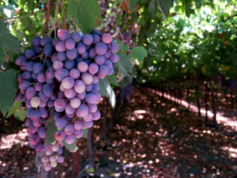 Виноград отличается значительным разнообразием сортов.