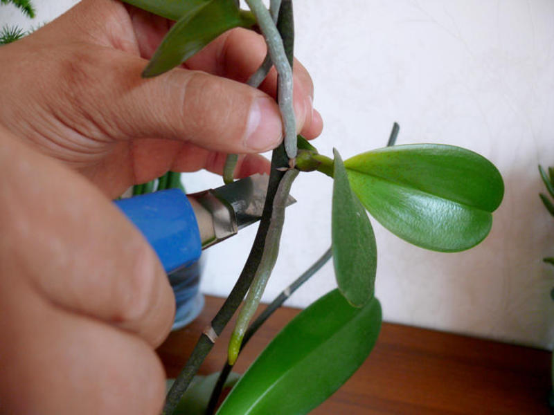 Каким способом размножается орхидея
