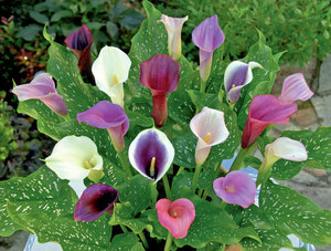 Домашняя калла - это семейство цветов разных сортов и расцветок.