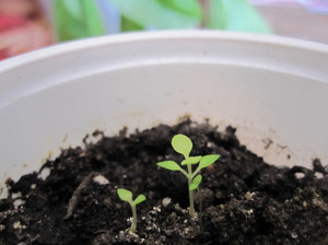 Выращивание буддлеи из семян начинается с проращивания.